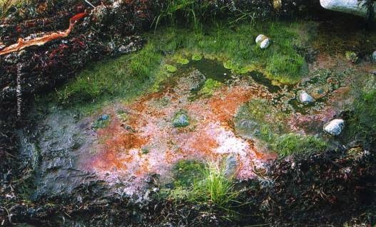 Иллюстрация к книге — Рождение сложности. Эволюционная биология сегодня. Неожиданные открытия и новые вопросы [i_088.jpg]