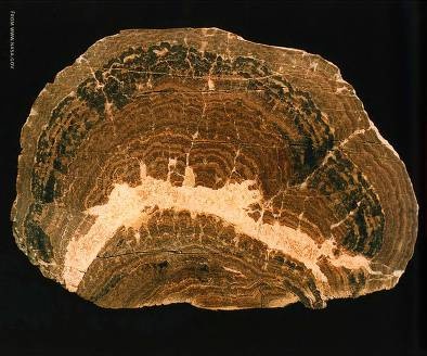 Иллюстрация к книге — Рождение сложности. Эволюционная биология сегодня. Неожиданные открытия и новые вопросы [i_093.jpg]