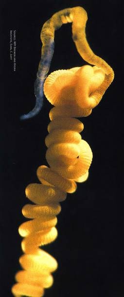 Иллюстрация к книге — Рождение сложности. Эволюционная биология сегодня. Неожиданные открытия и новые вопросы [i_095.jpg]