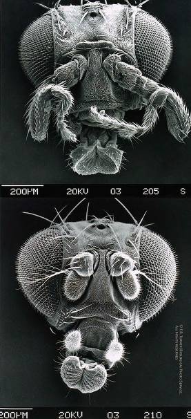 Иллюстрация к книге — Рождение сложности. Эволюционная биология сегодня. Неожиданные открытия и новые вопросы [i_098.jpg]