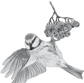 Иллюстрация к книге — Лесные тайнички [i_002.jpg]