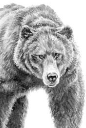 Иллюстрация к книге — Лесные тайнички [i_006.jpg]