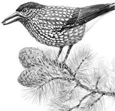 Иллюстрация к книге — Лесные тайнички [i_009.jpg]