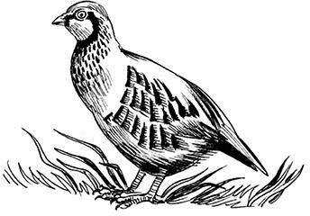 Иллюстрация к книге — Лесные тайнички [i_010.jpg]