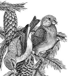 Иллюстрация к книге — Лесные тайнички [i_014.jpg]