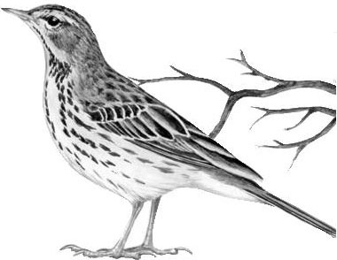 Иллюстрация к книге — Лесные тайнички [i_019.jpg]