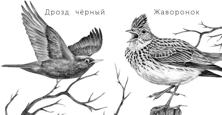 Иллюстрация к книге — Лесные тайнички [i_020.jpg]