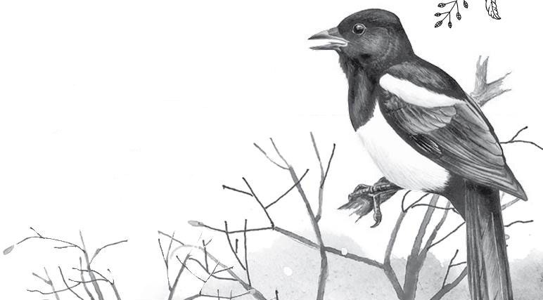 Иллюстрация к книге — Лесные тайнички [i_021.jpg]