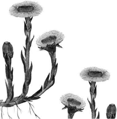 Иллюстрация к книге — Лесные тайнички [i_022.jpg]