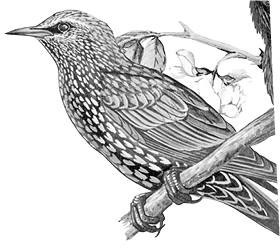 Иллюстрация к книге — Лесные тайнички [i_026.jpg]