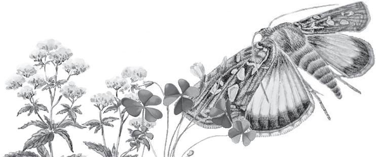 Иллюстрация к книге — Лесные тайнички [i_027.jpg]