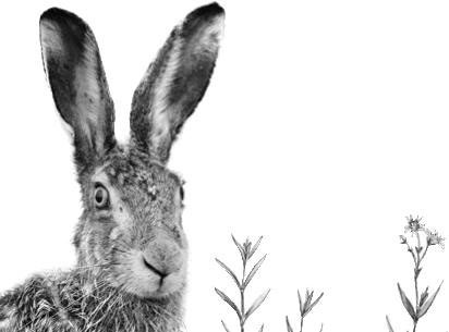 Иллюстрация к книге — Лесные тайнички [i_031.jpg]