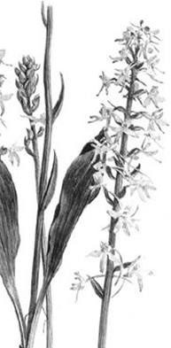 Иллюстрация к книге — Лесные тайнички [i_033.jpg]