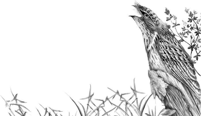 Иллюстрация к книге — Лесные тайнички [i_034.jpg]