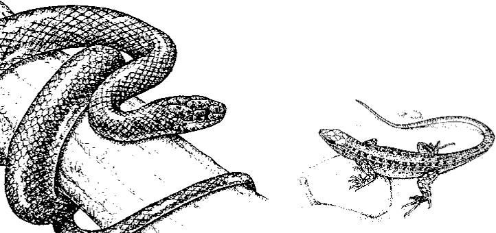 Иллюстрация к книге — Лесные тайнички [i_036.jpg]