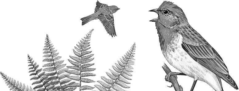 Иллюстрация к книге — Лесные тайнички [i_040.jpg]