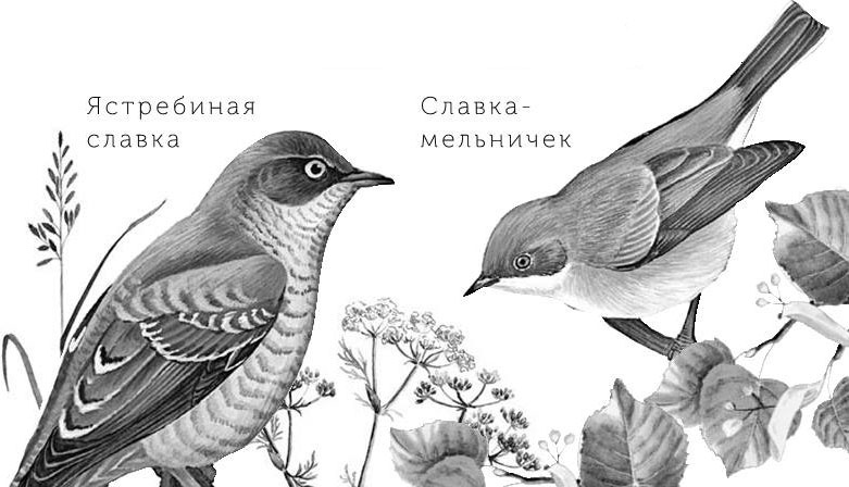 Иллюстрация к книге — Лесные тайнички [i_042.jpg]