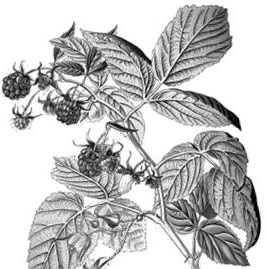 Иллюстрация к книге — Лесные тайнички [i_046.jpg]