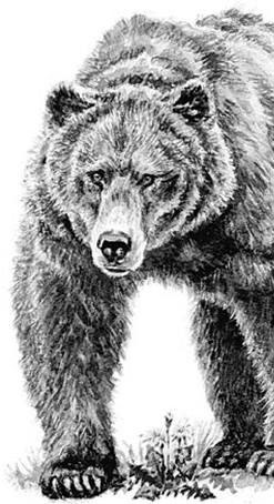 Иллюстрация к книге — Лесные тайнички [i_049.jpg]