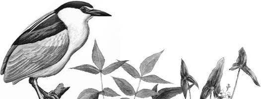 Иллюстрация к книге — Лесные тайнички [i_050.jpg]