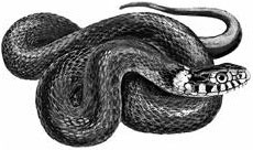 Иллюстрация к книге — Лесные тайнички [i_053.jpg]