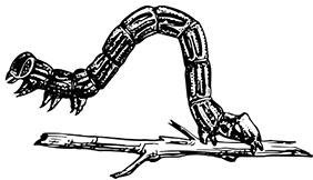 Иллюстрация к книге — Лесные тайнички [i_054.jpg]