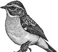 Иллюстрация к книге — Лесные тайнички [i_055.jpg]