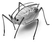 Иллюстрация к книге — Лесные тайнички [i_056.jpg]