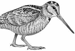 Иллюстрация к книге — Лесные тайнички [i_057.jpg]