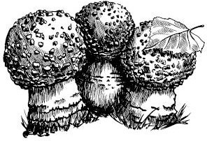 Иллюстрация к книге — Лесные тайнички [i_058.jpg]