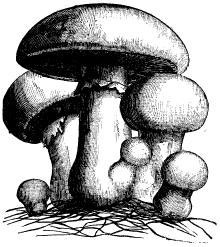 Иллюстрация к книге — Лесные тайнички [i_061.jpg]