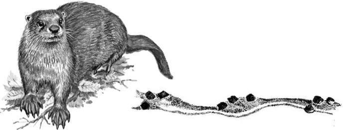 Иллюстрация к книге — Лесные тайнички [i_067.jpg]