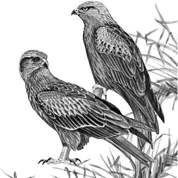 Иллюстрация к книге — Лесные тайнички [i_074.jpg]