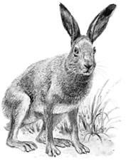 Иллюстрация к книге — Лесные тайнички [i_084.jpg]