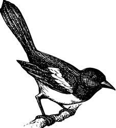 Иллюстрация к книге — Лесные тайнички [i_098.jpg]