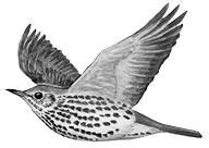 Иллюстрация к книге — Лесные тайнички [i_099.jpg]