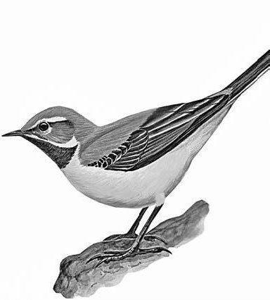 Иллюстрация к книге — Лесные тайнички [i_100.jpg]