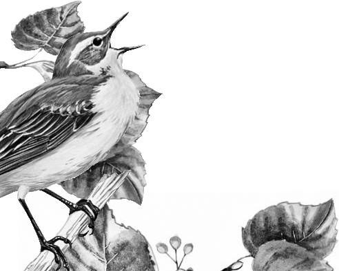 Иллюстрация к книге — Лесные тайнички [i_101.jpg]