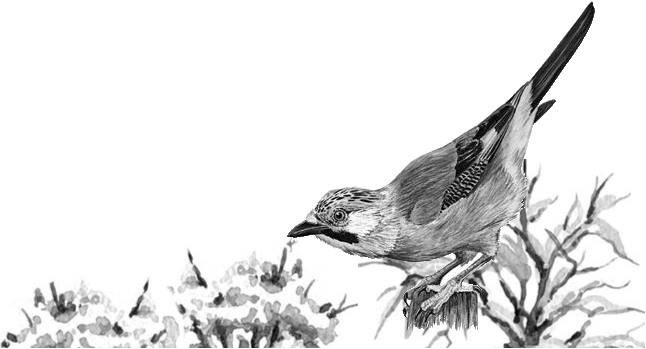 Иллюстрация к книге — Лесные тайнички [i_110.jpg]