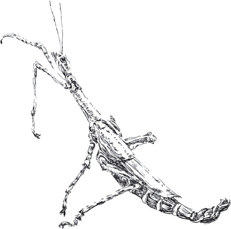 Иллюстрация к книге — Золото скифов [i_018.jpg]