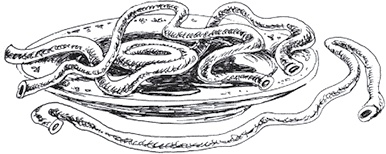 Иллюстрация к книге — Золото скифов [i_053.jpg]