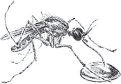 Иллюстрация к книге — Золото скифов [i_089.jpg]