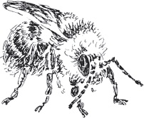 Иллюстрация к книге — Золото скифов [i_106.jpg]