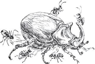 Иллюстрация к книге — Золото скифов [i_127.jpg]