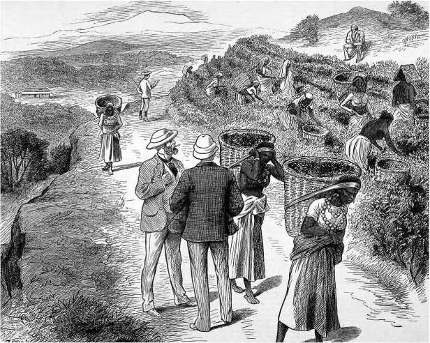 Иллюстрация к книге — История мира в 6 бокалах [i_025.jpg]