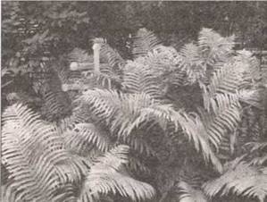 Иллюстрация к книге — По следам древних кладов. Мистика и реальность [i_026.jpg]