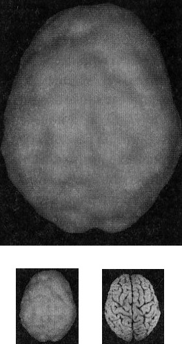 Иллюстрация к книге — Мозг. От хорошего к превосходному [i_001.jpg]