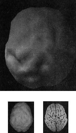 Иллюстрация к книге — Мозг. От хорошего к превосходному [i_009.jpg]