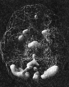 Иллюстрация к книге — Мозг. От хорошего к превосходному [img304copy2.jpg]