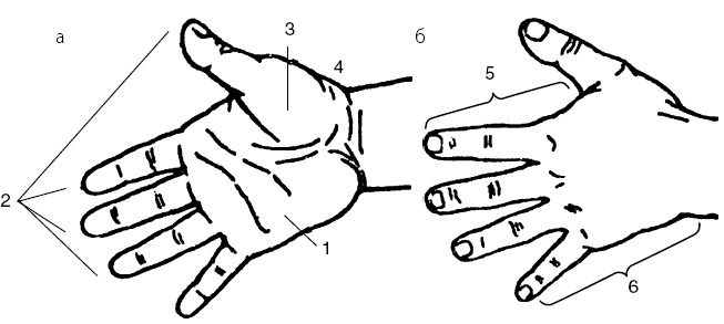 Иллюстрация к книге — Детский массаж. От рождения до 7 лет [i_031.jpg]